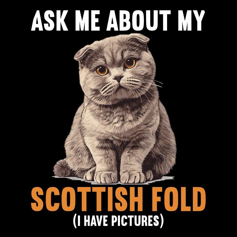 Scottish Fold Kitten Scottish Fold Cat