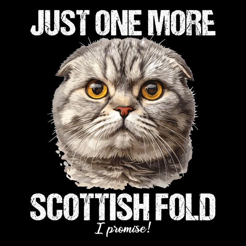 Scottish Fold Kätzchen Scottish Fold Katze