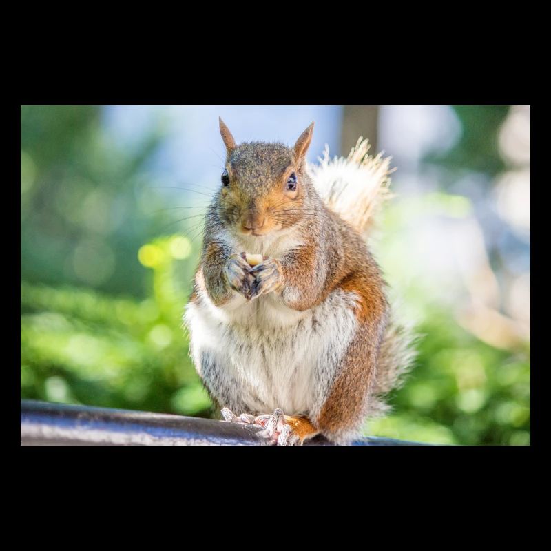 Essen Grauhörnchen Grauhörnchen Sciurus carolin