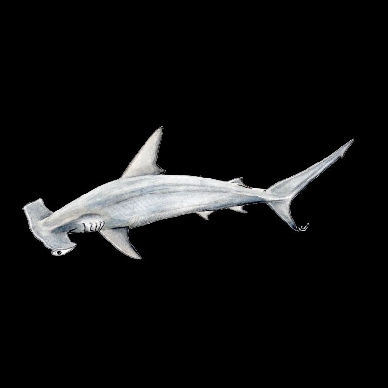 requin Martillon - requin-marteau - Réquin