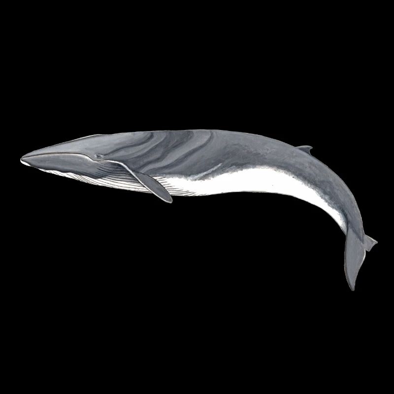 rorquals - rorqual - rorqual commun