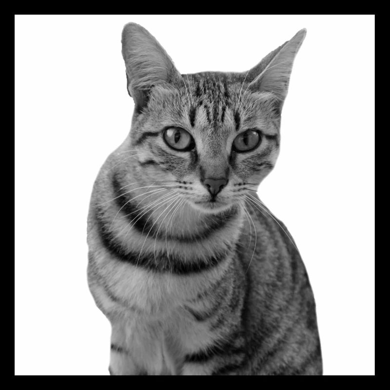 Chat blanc Chat Chat blanc Cadeau