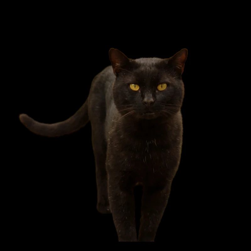 chat noir chat chaton