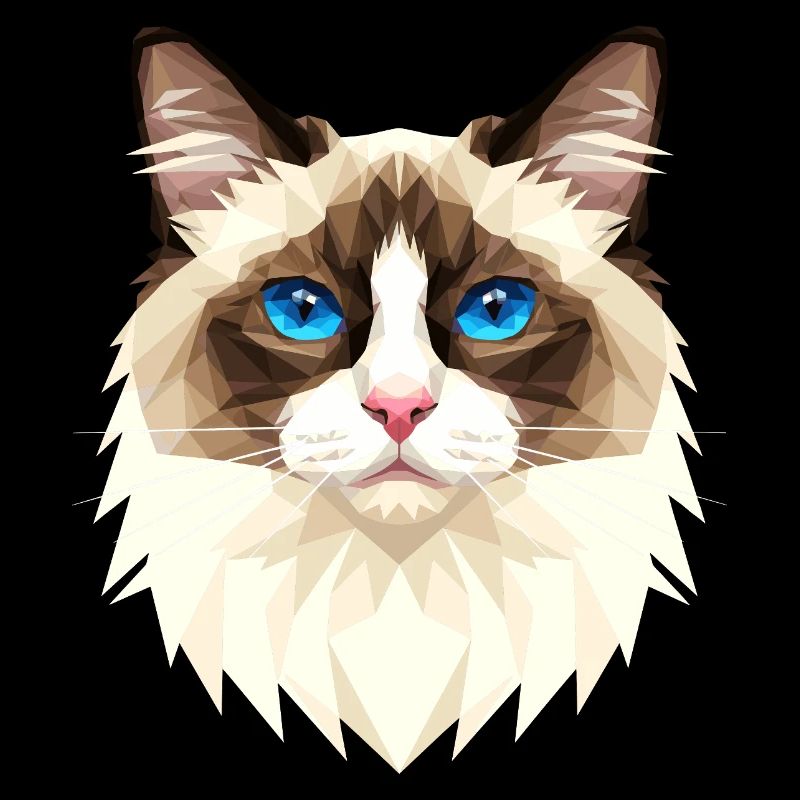 Ragdoll Chat Ragdoll Chat Mignons Chats Ragdoll