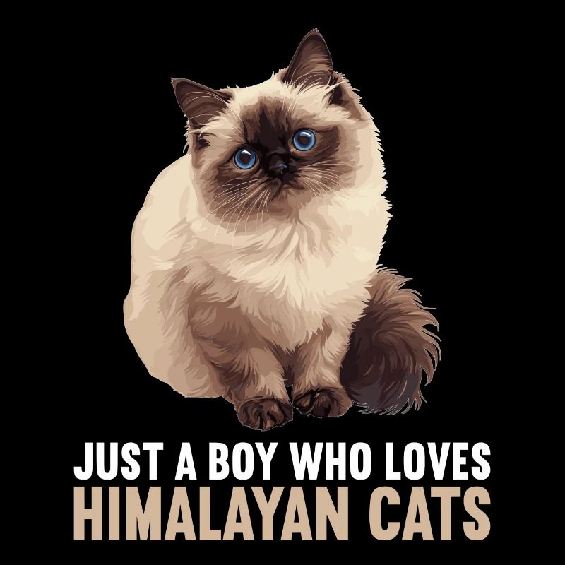 Himalayan Cat Colourpoint Katze