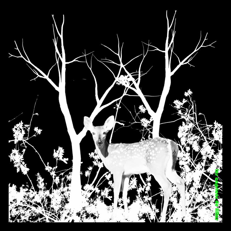 Biche Gracieuse Forêt Sauvage