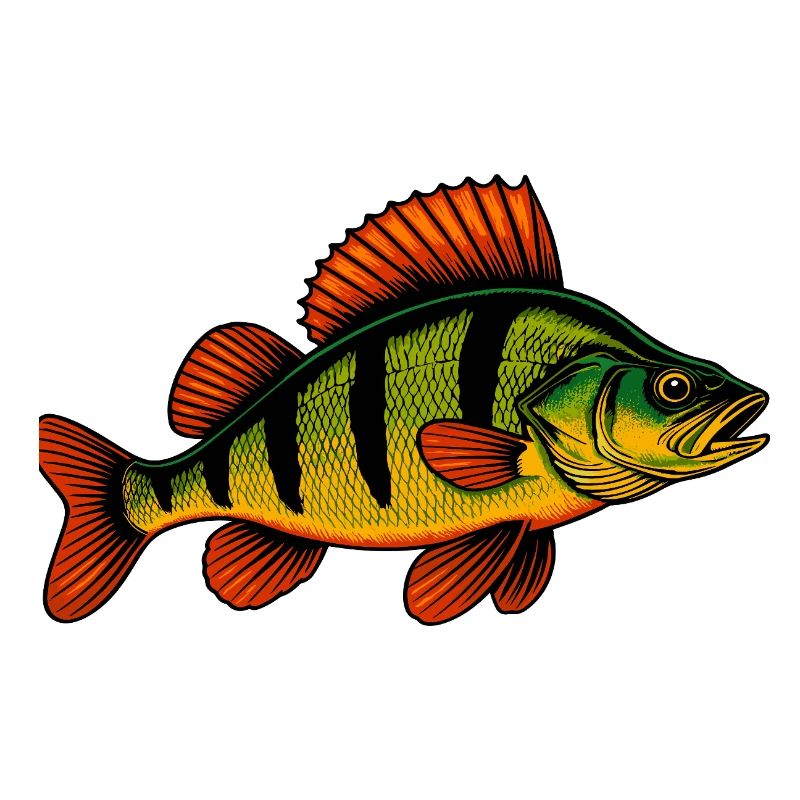 Perch Perch Perch Perch Fishing Perch Perch Perch