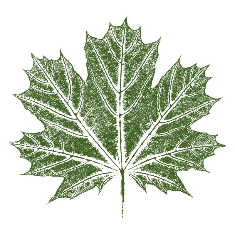 Maple Leaf / Leaf - BOTANICAL Maple