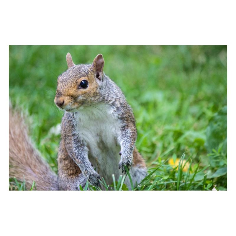 Grey squirrel Grauhörnchen Sciurus carolinensis