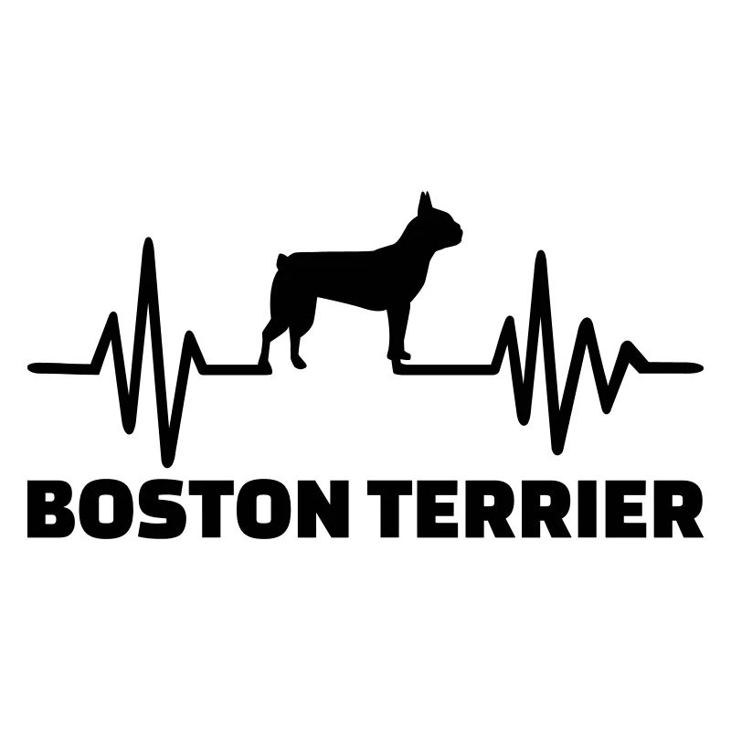 Boston Terrier