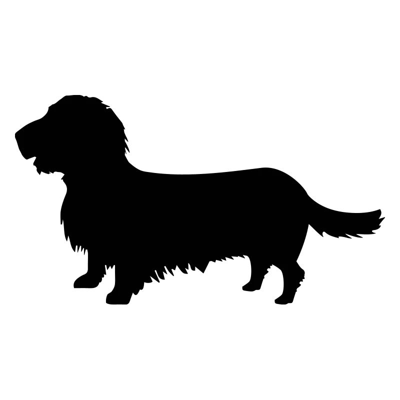 Rough-haired dachshund