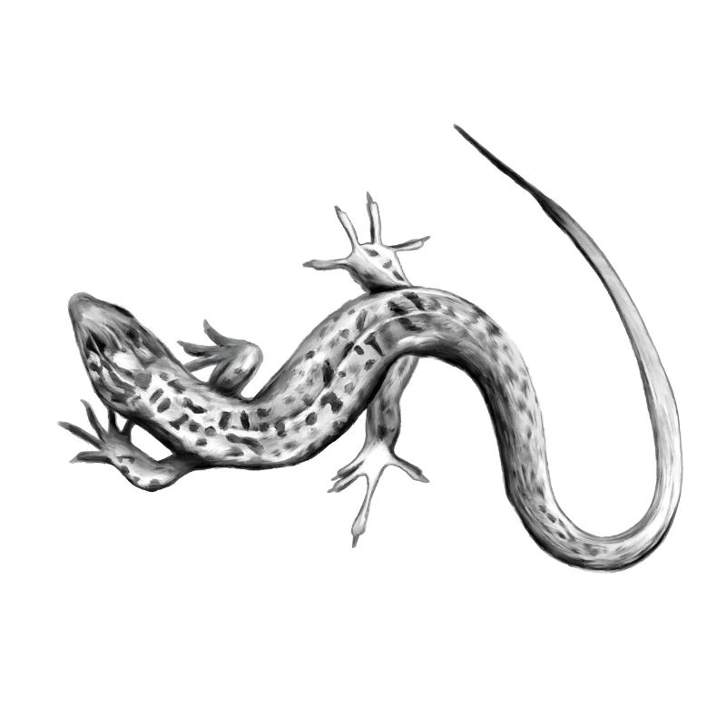 Gray Lizard Black and White Pattern