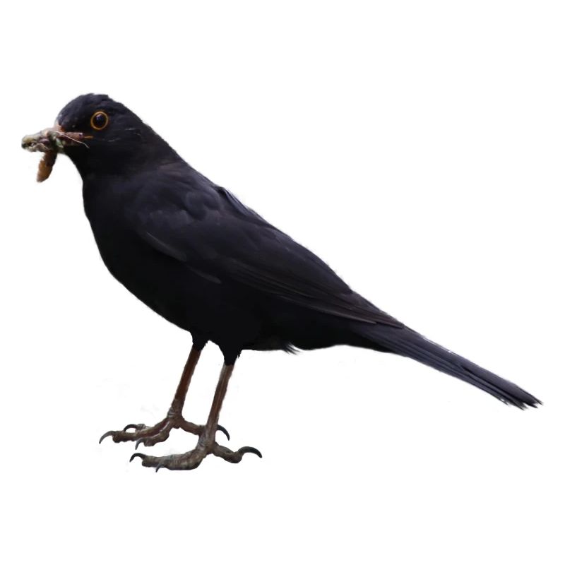 Amsel Vogel schwarzer Vogel