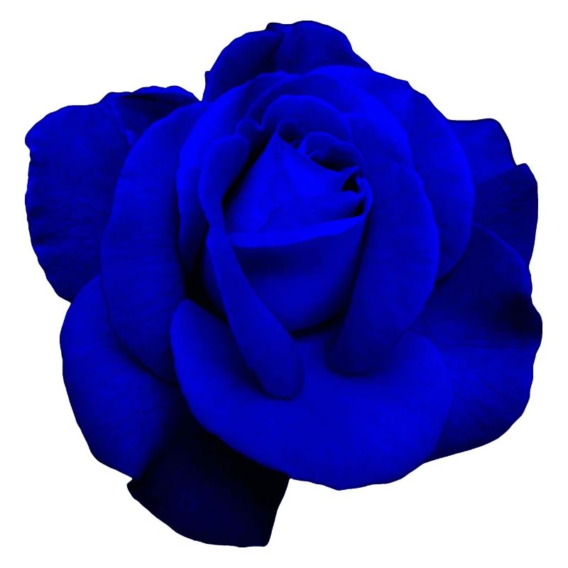 Blaue Rose