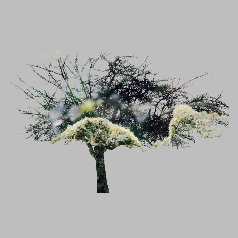tree double exposure
