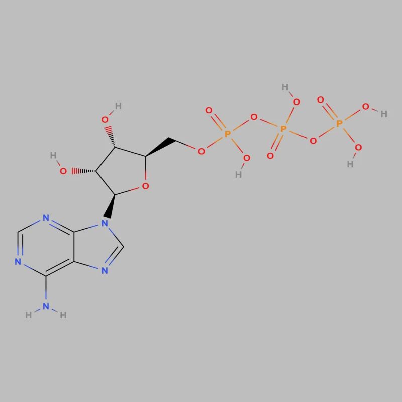 Adenosintriphosphat Molekül - Farbige Struktur