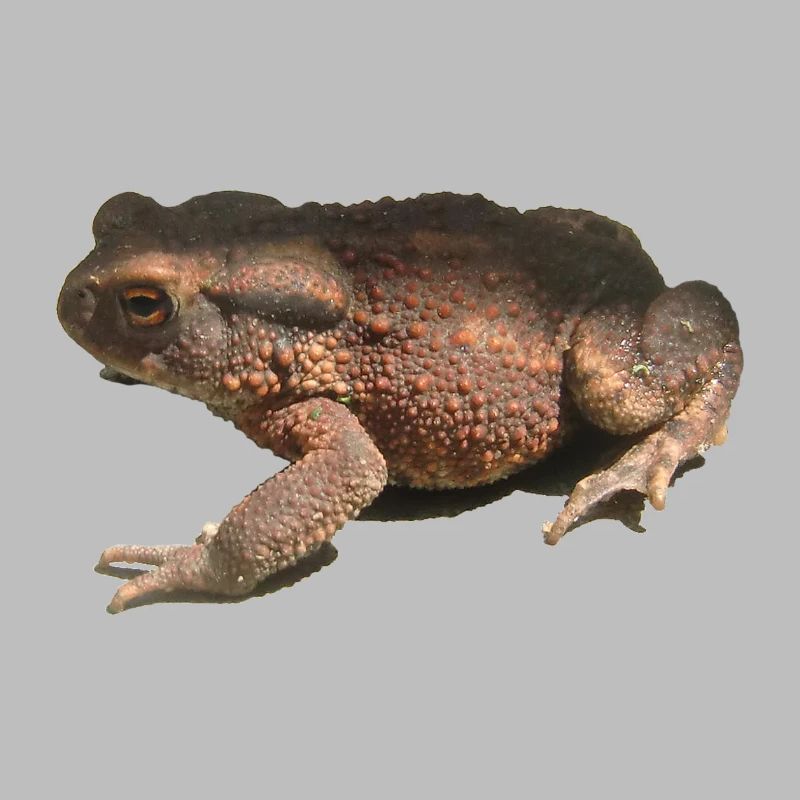 toad