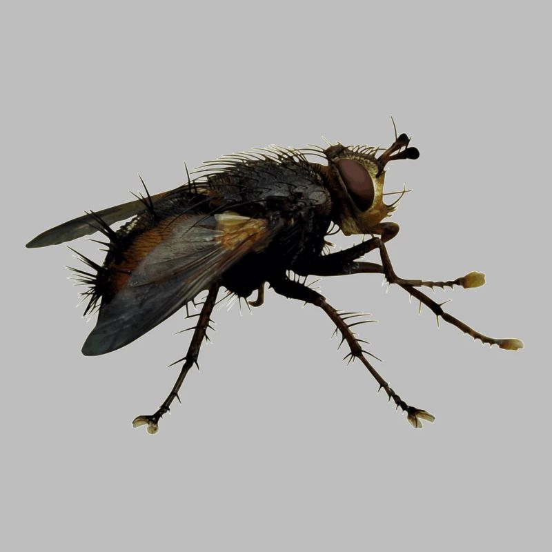 Außerirdisch Alien Wesen, oder nur eine Fliege?