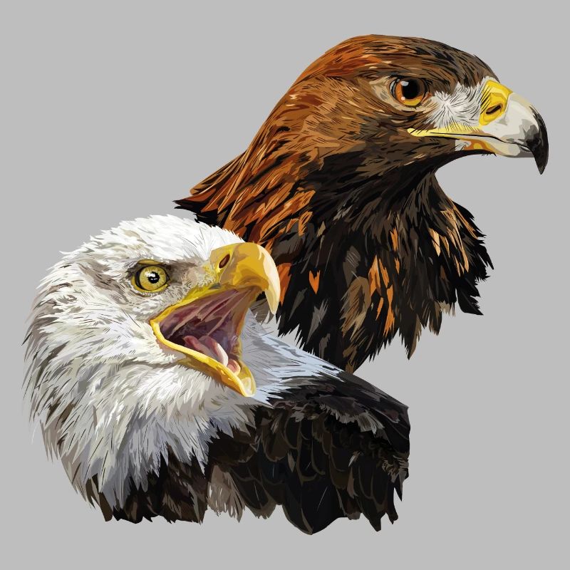 Bald Eagle and Golden Eagle