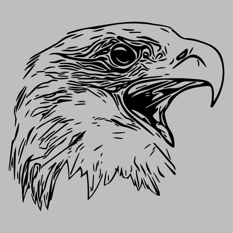 Tête d’aigle - Oiseau de prédant Royal Vector