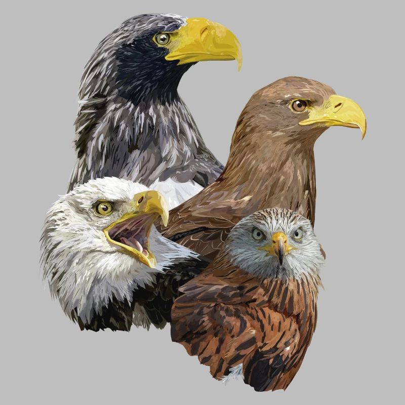 Greifvogel