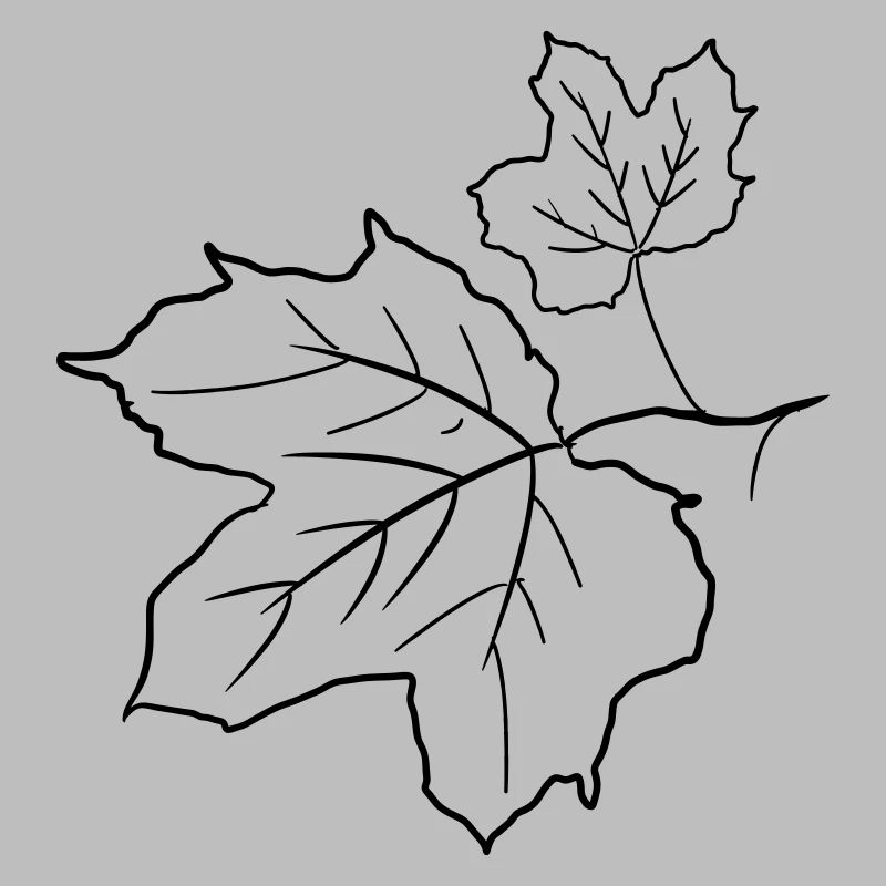Maple Leaf / Maple Leaves, Decorative Drawing.
