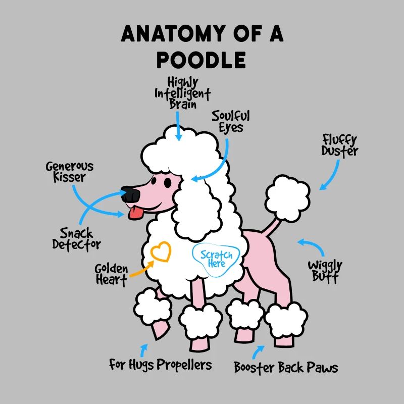 Anatomie d’un caniche