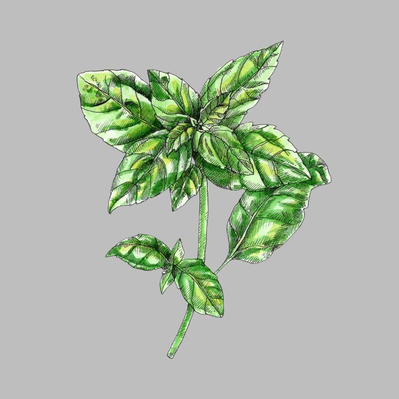 basilic