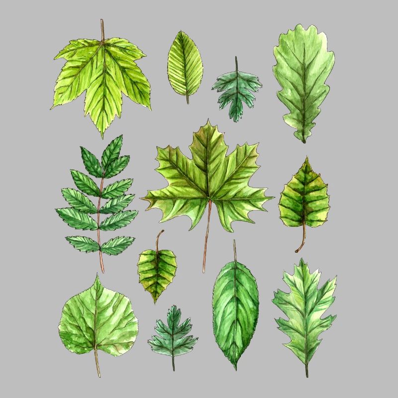 Feuilles, feuillage, feuilles d'arbres, feuillage