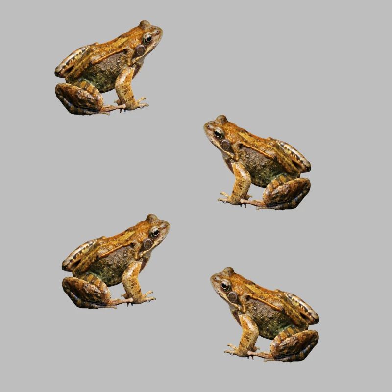 toad