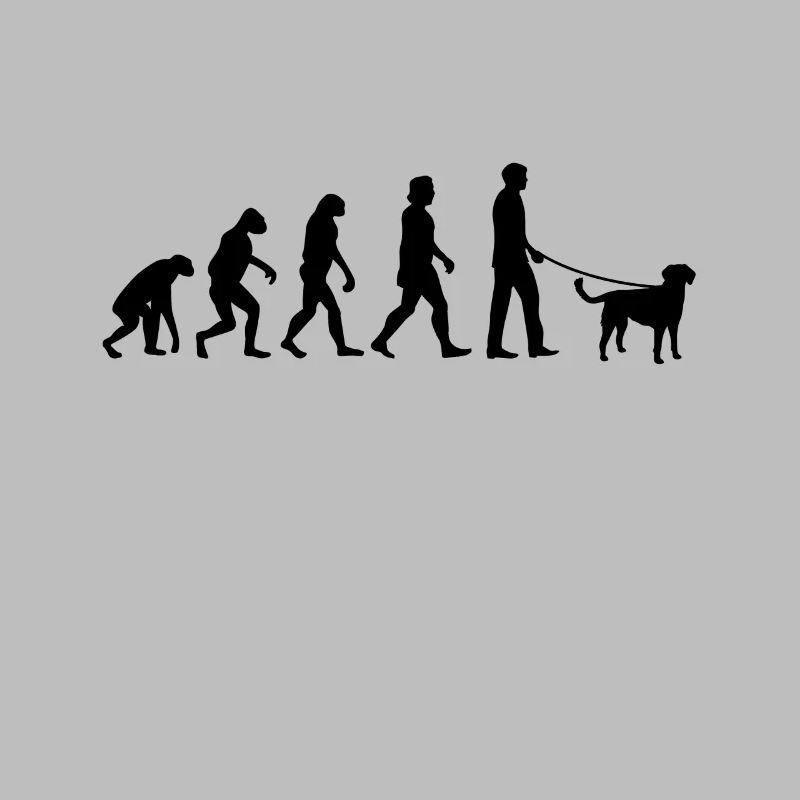 Petit Münsterländer Evolution chien chien de chasse