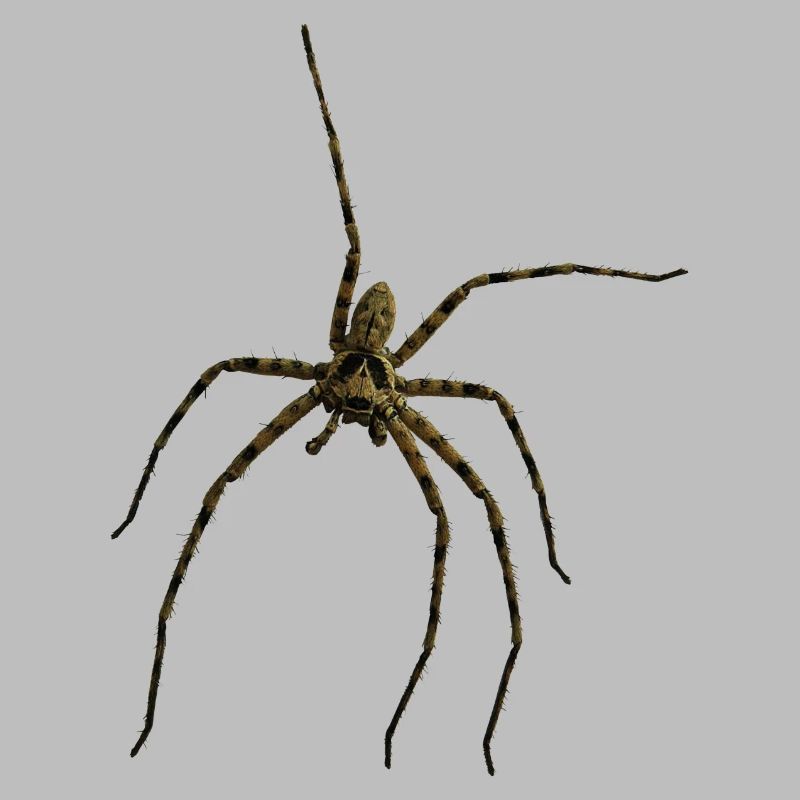 Hauswinkelspinne