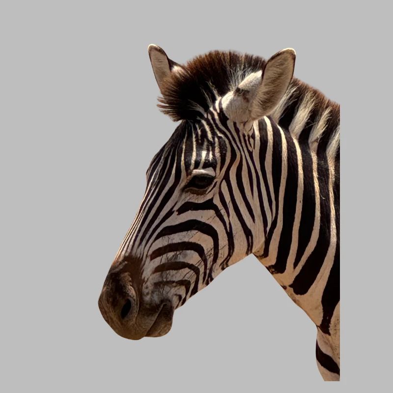 Zebra Kopf 