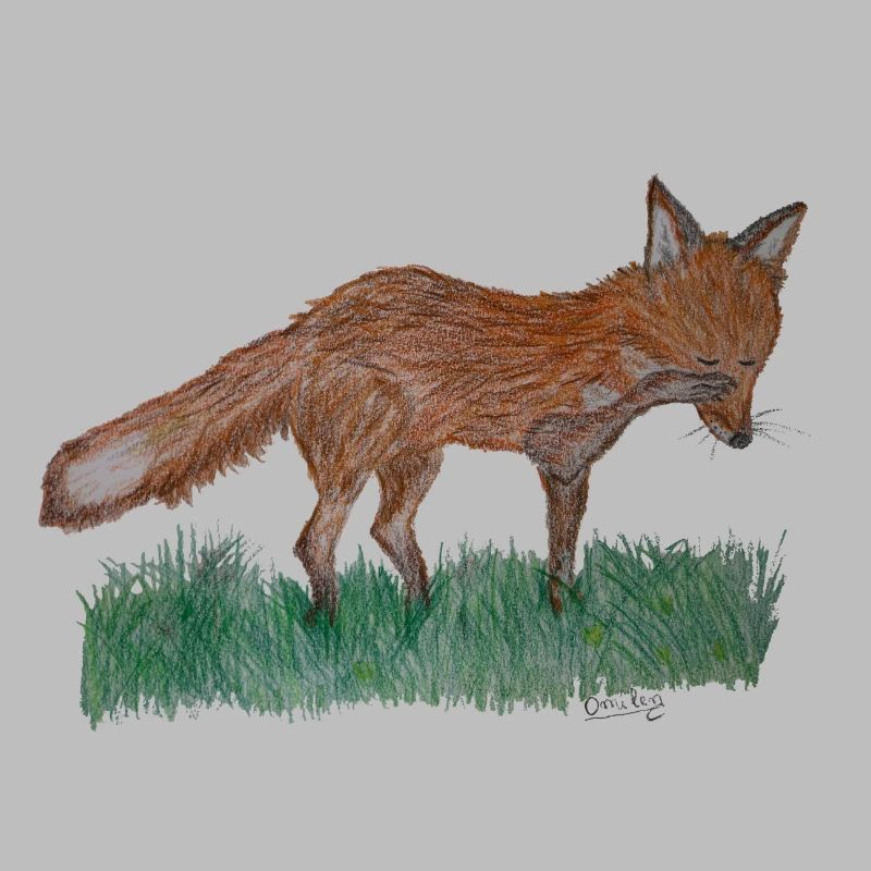 Ich bin nur ein Fuchs