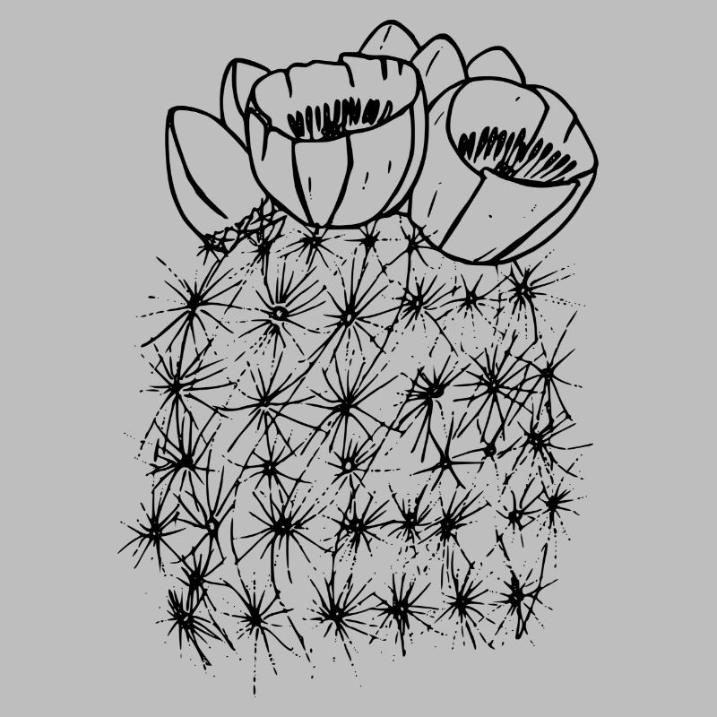 cactus cactus cactus cactus Mexique mexiko63