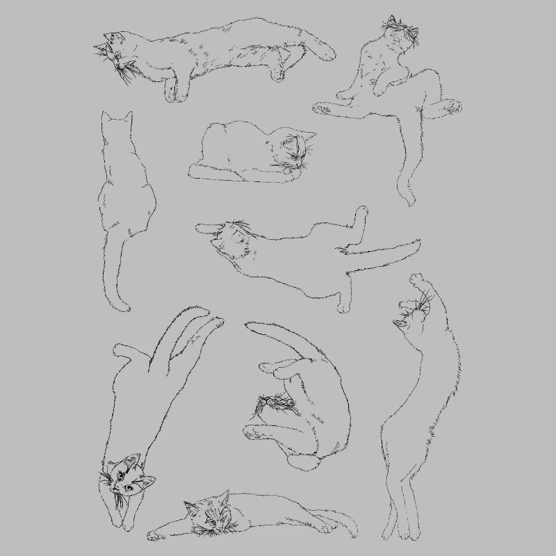 Anatomie der Katze