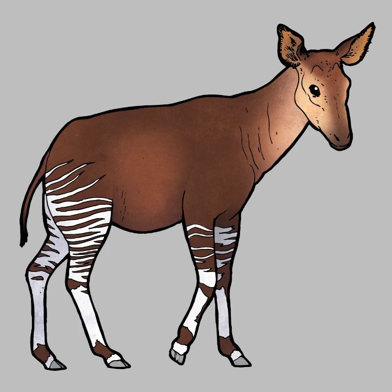 Okapi 02