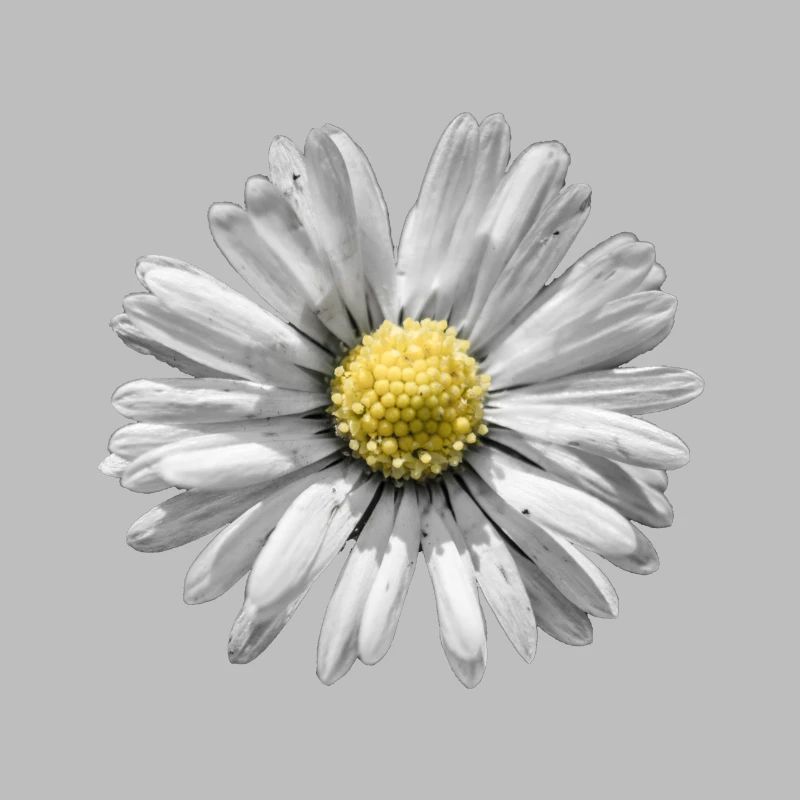 Gänseblümchen