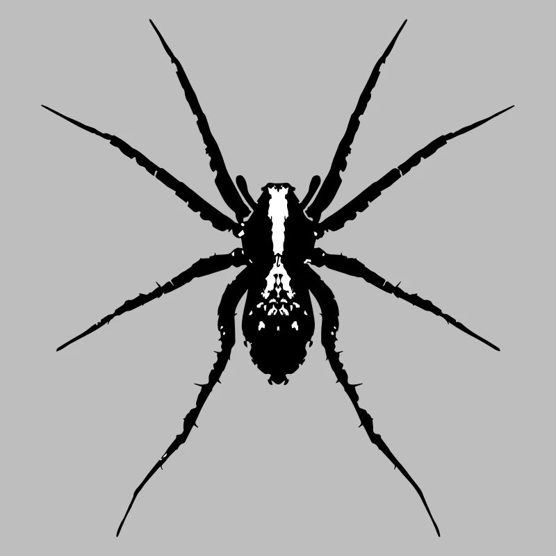 Araignée / Araignée loup