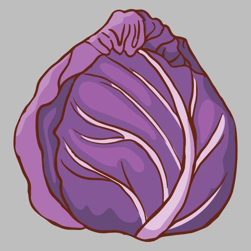 Red cabbage head Blue cabbage red cabbage Blue cabbage