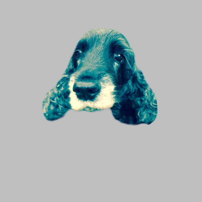 Cocker Spaniel