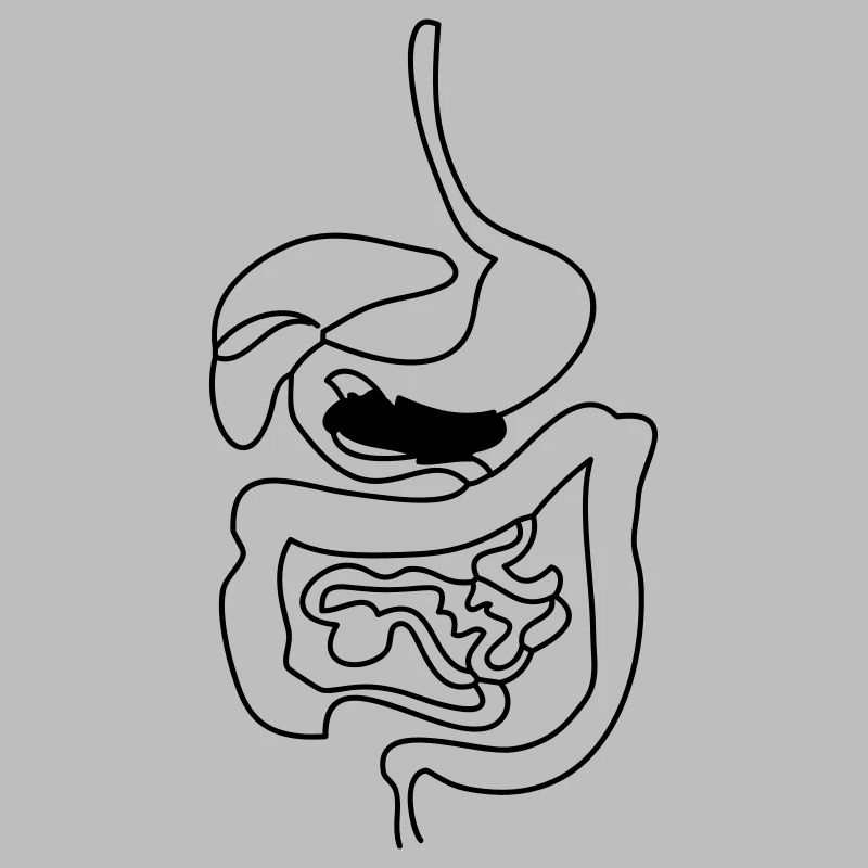 Digestive System