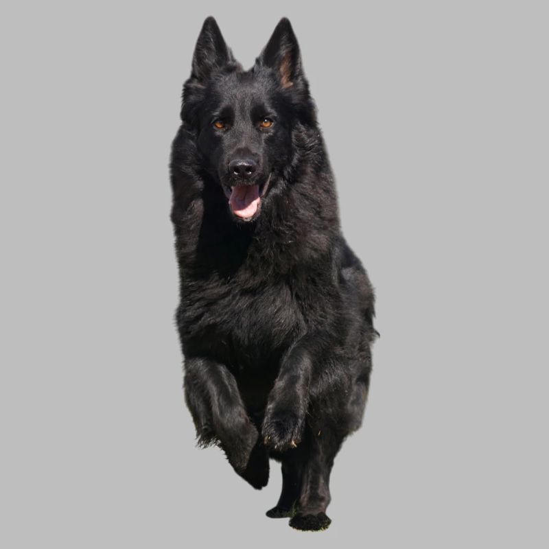 black shepherd front