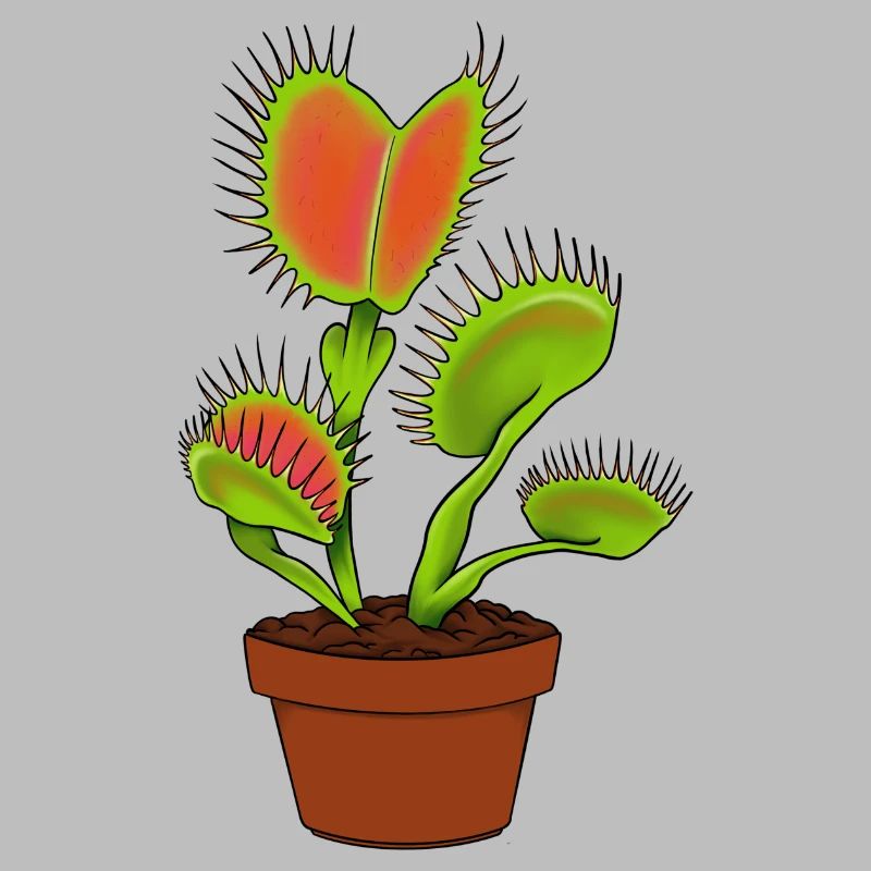 Carnivorous plantVenus flytrap