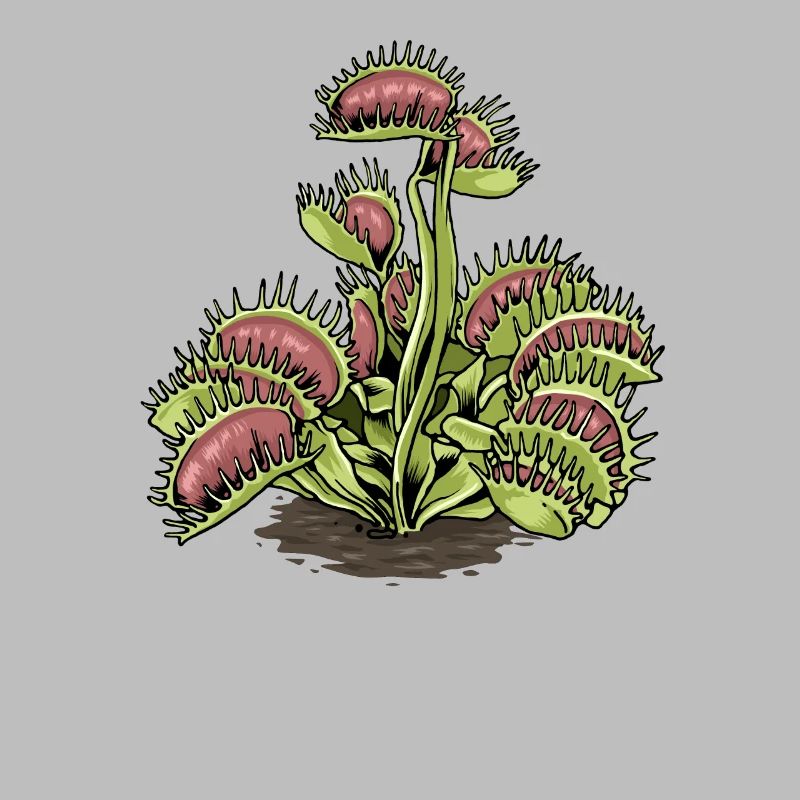 Carnivorous Plant Venus Flytrap
