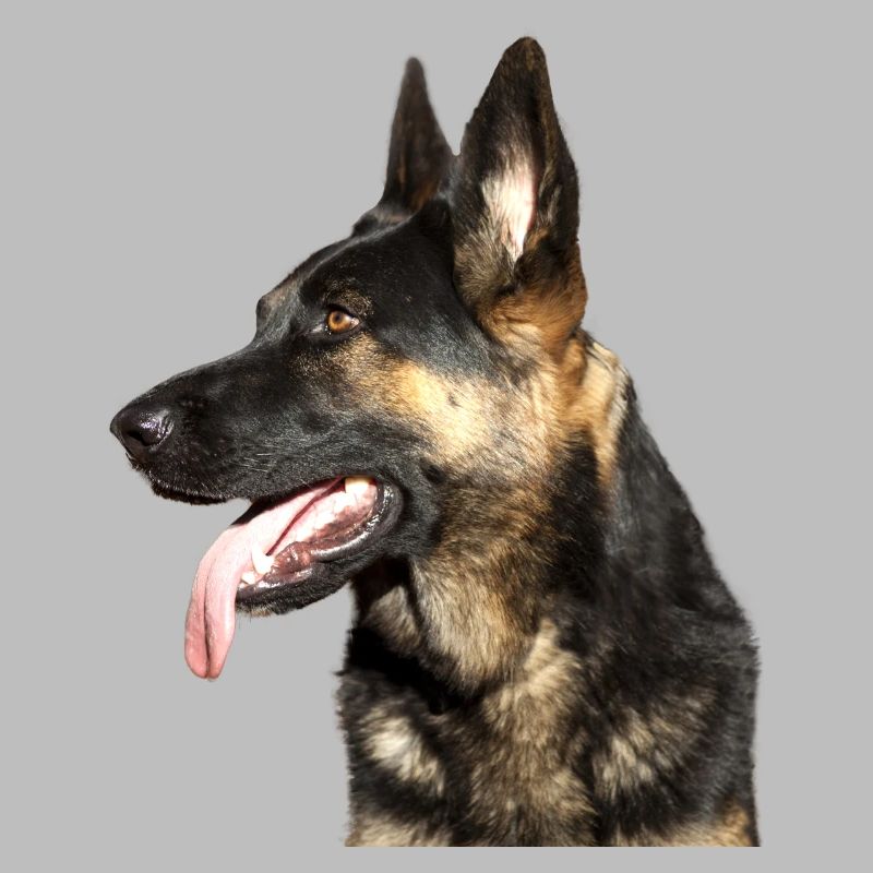 Deutscher Schäferhund Kopf