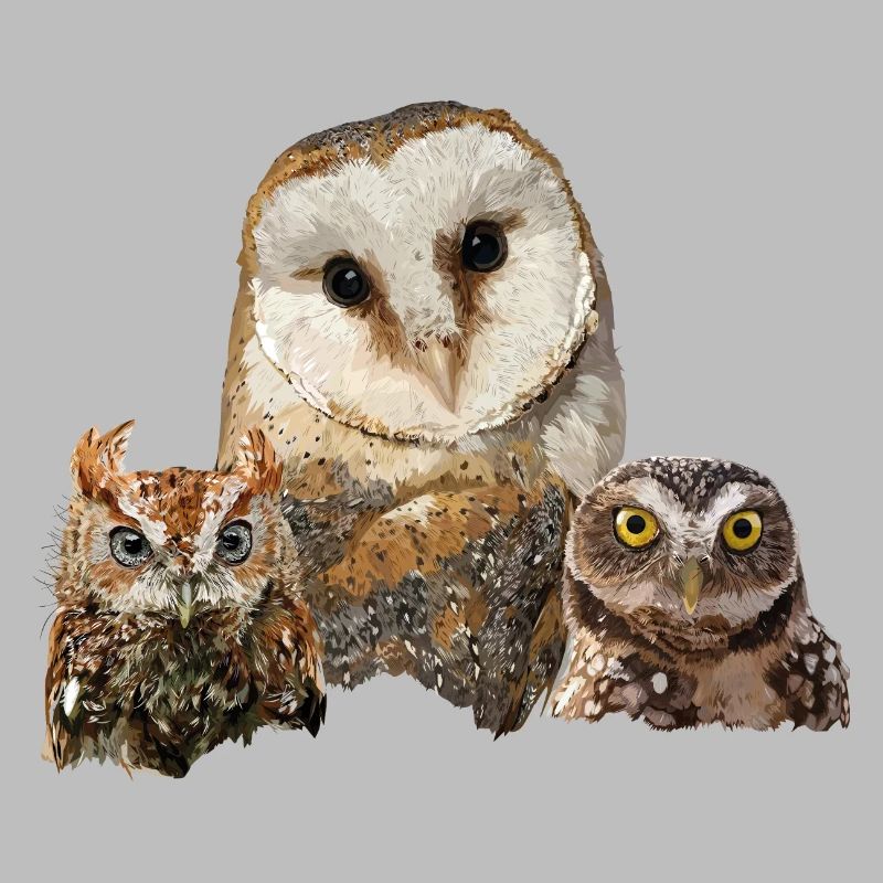 Scops Eule, kleine Eule und Eule