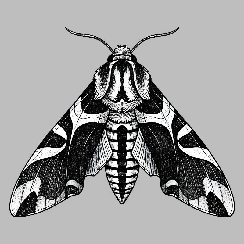 Moth Shadow Pattern Moth Black Moth