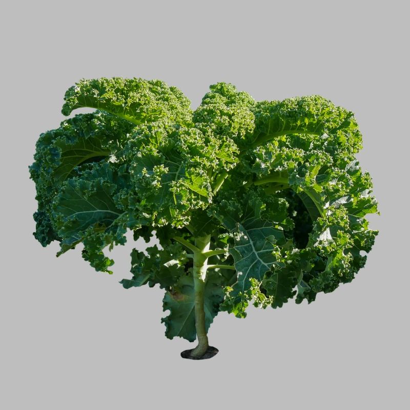 Kale Gift Gift Idea Cabbage Ride Green