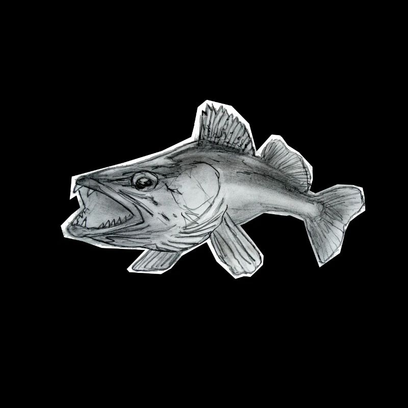 Zander